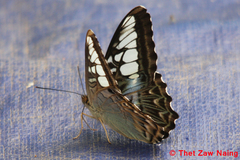 Parthenos sylvia gambrisius