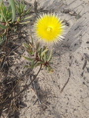 Conicosia pugioniformis