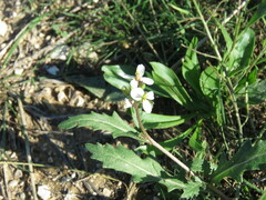 Diplotaxis erucoides