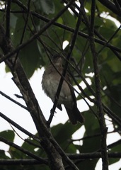 Turdus ignobilis