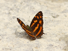 Symbrenthia platena