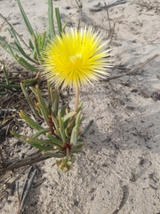 Conicosia pugioniformis