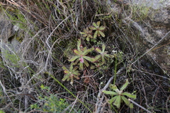 Drosera ericgreenii