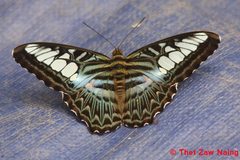 Parthenos sylvia gambrisius
