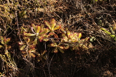 Drosera ericgreenii