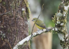 Euphonia