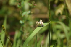 Burnsius orcynoides