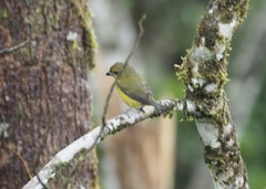 Euphonia