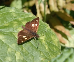 Argopteron aureipennis