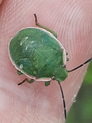 Chlorochroa persimilis