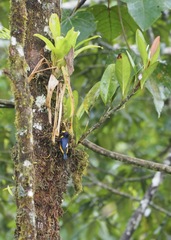 Euphonia xanthogaster