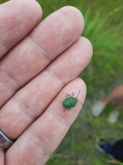 Chlorochroa persimilis