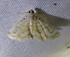 Neurophyseta completalis