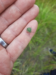 Chlorochroa persimilis