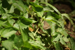 Cissia