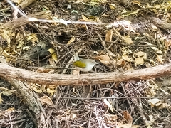 Camaroptera brachyura