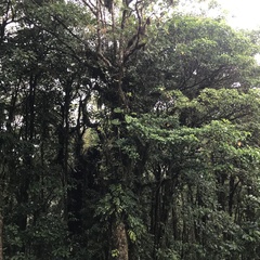 Monstera monteverdensis