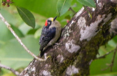 Melanerpes pucherani