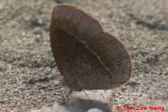 Mycalesis nicotia