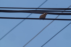 Troglodytes aedon
