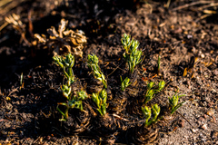 Albuca setosa
