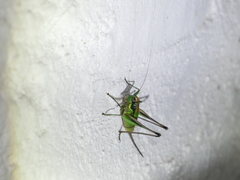 Eupholidoptera chabrieri