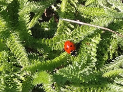 Coccinella septempunctata