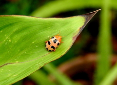 Podontia