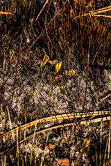 Cyrtanthus breviflorus
