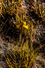 Cyrtanthus breviflorus