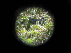 Chamaepetes unicolor