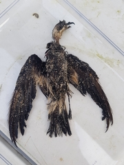 Hydrobates pelagicus
