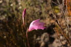 Gladiolus hirsutus