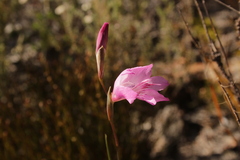 Gladiolus hirsutus