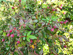 Rosa sempervirens