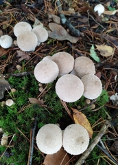 Lycoperdon perlatum