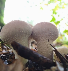 Lycoperdon perlatum