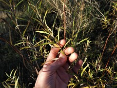 Salix eleagnos