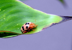Podontia