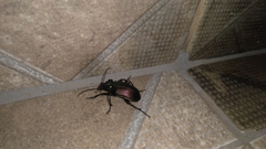 Calosoma alternans