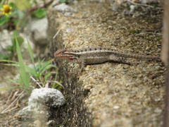 Sceloporus teapensis