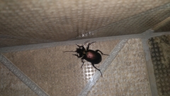 Calosoma alternans