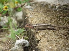 Sceloporus teapensis