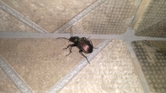 Calosoma alternans