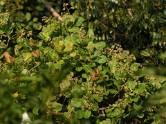 Anacardium occidentale