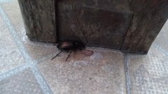 Calosoma alternans