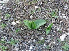 Himantoglossum robertianum