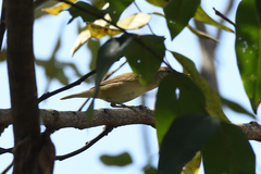 Acrocephalus dumetorum