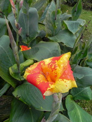 Canna × generalis