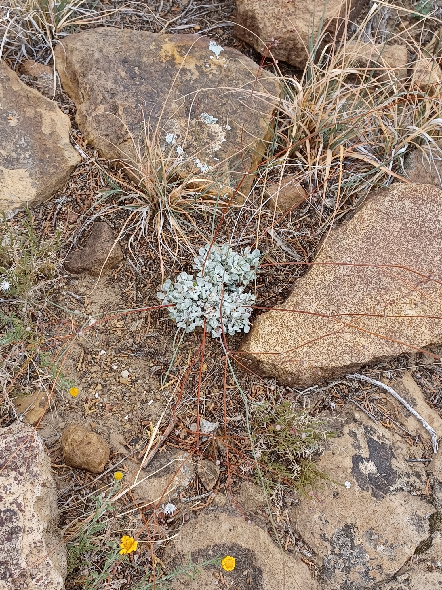 Eriogonum tenellum var. tenellum